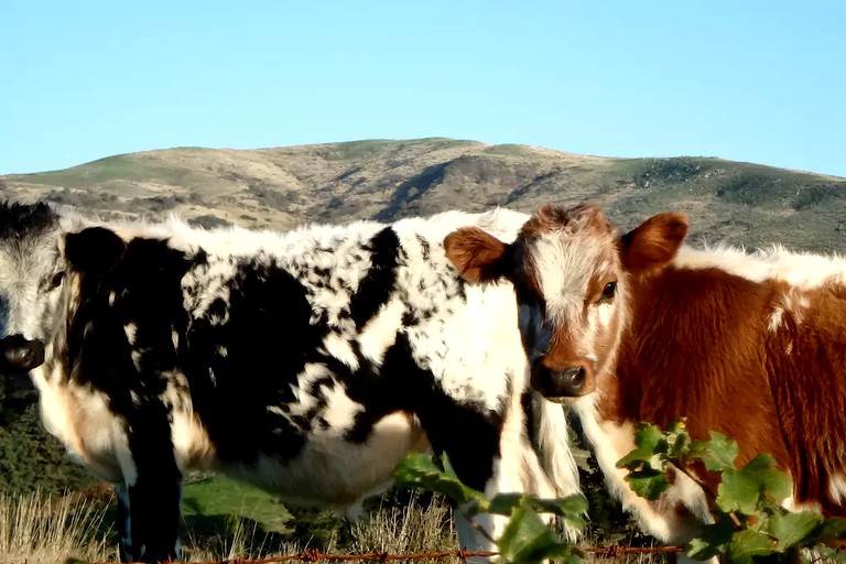 Nature Lodges (Cheviot, South Island, New Zealand)