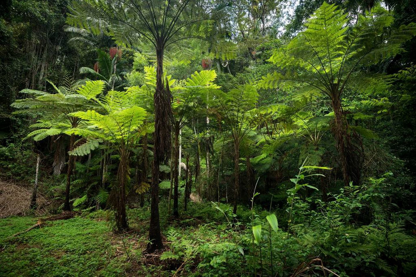 Unique Holiday Cabin on a Stunning Farm in the Sunshine Coast Hinterland of Queensland