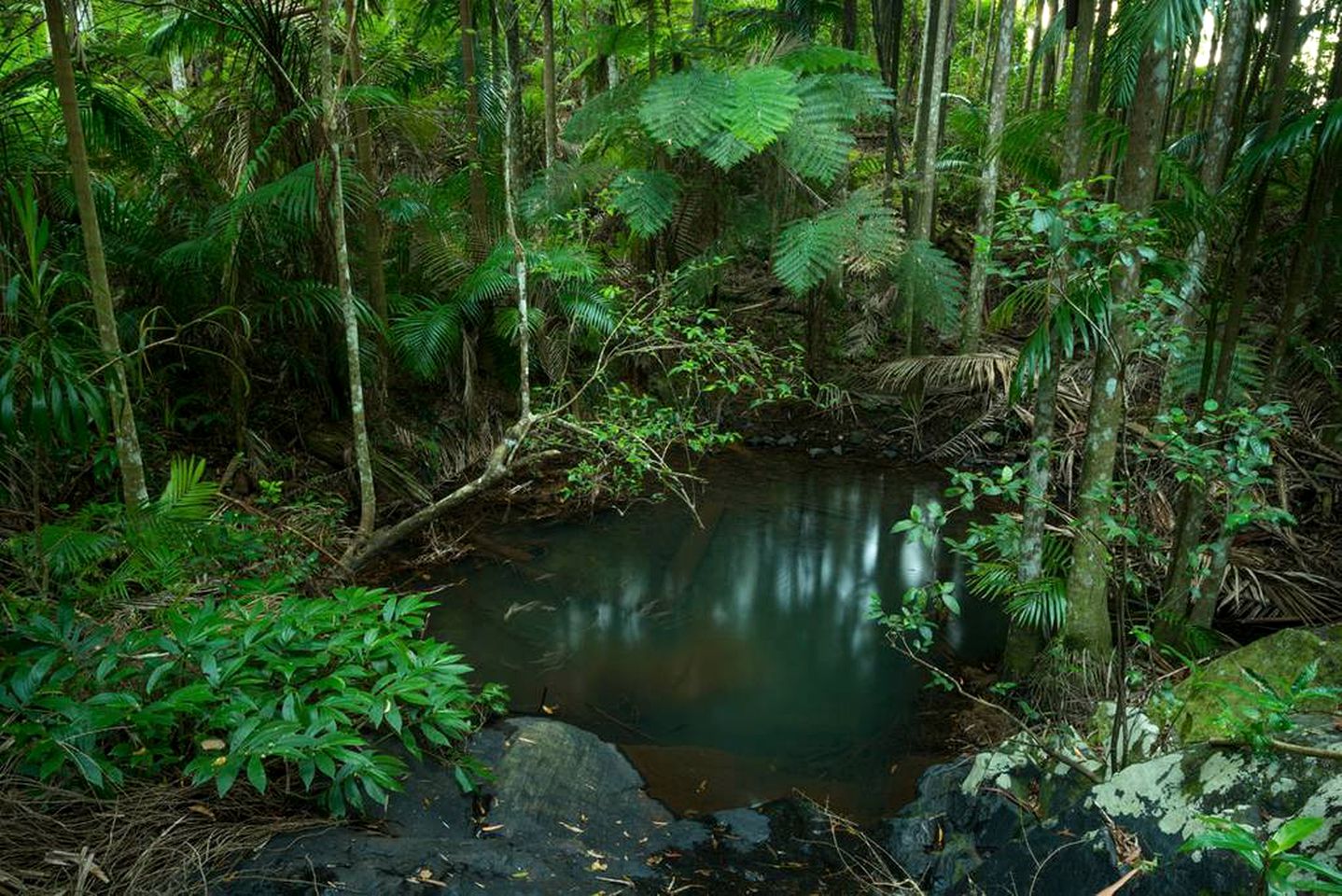 Unique Holiday Cabin on a Stunning Farm in the Sunshine Coast Hinterland of Queensland