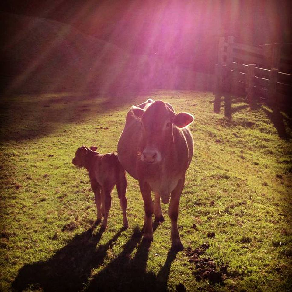 Unique Holiday Cabin on a Stunning Farm in the Sunshine Coast Hinterland of Queensland