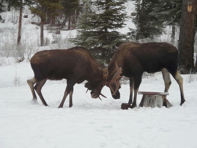 Nature Lodges (Polebridge, Montana, United States)