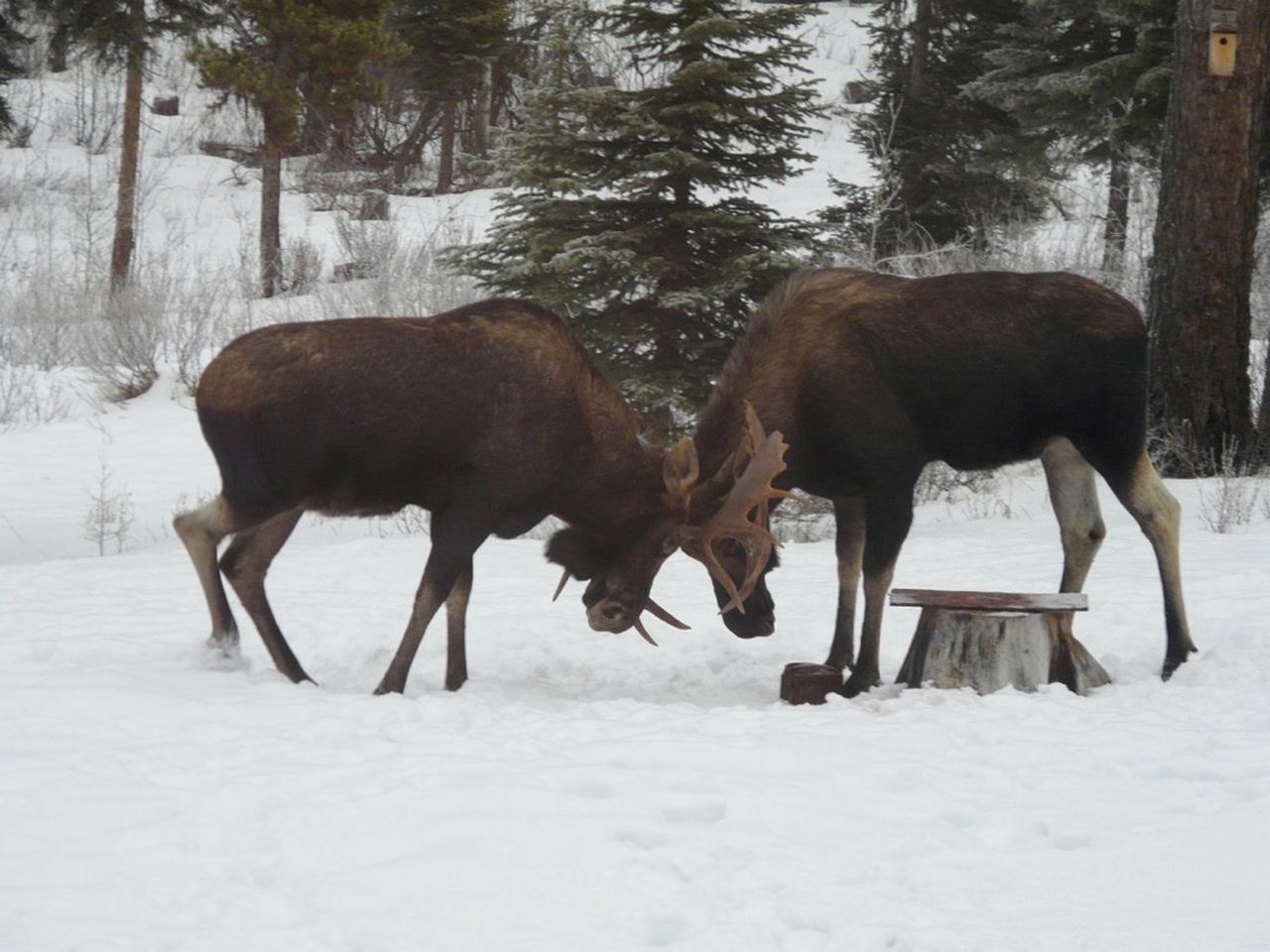 Eco-Friendly Room Rental Perfect for Couples in Polebridge, Montana