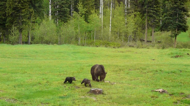 Nature Lodges (Polebridge, Montana, United States)