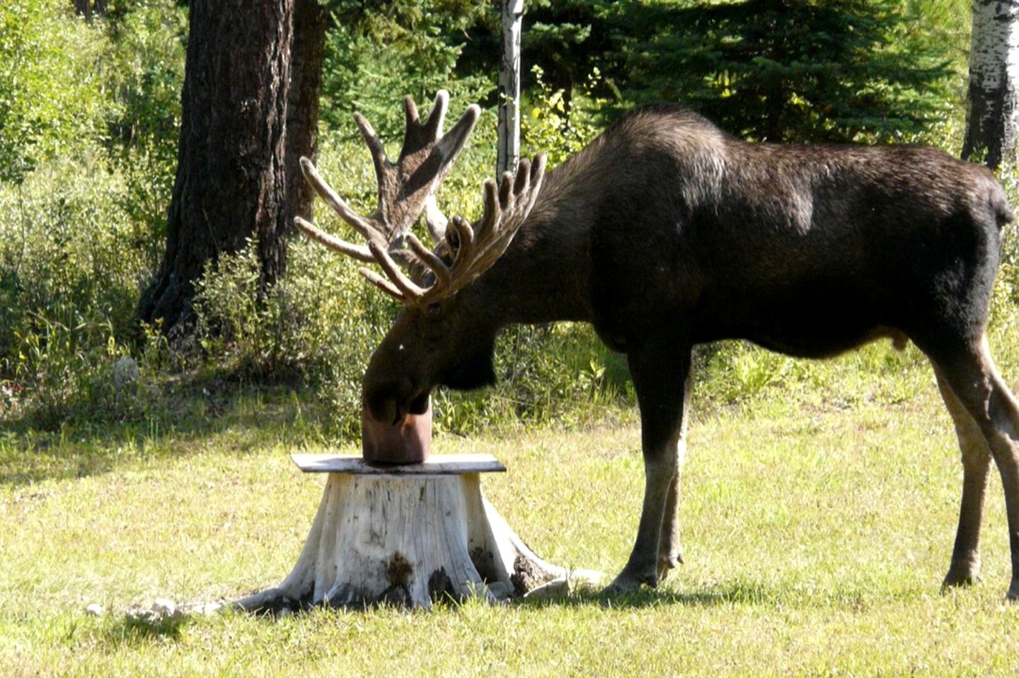 Eco-Friendly Room Rental Perfect for Couples in Polebridge, Montana