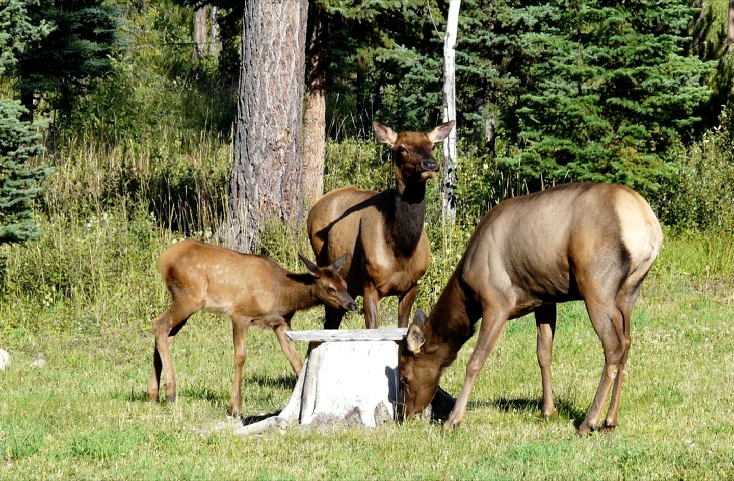 Eco-Friendly Room Rental Perfect for Couples in Polebridge, Montana