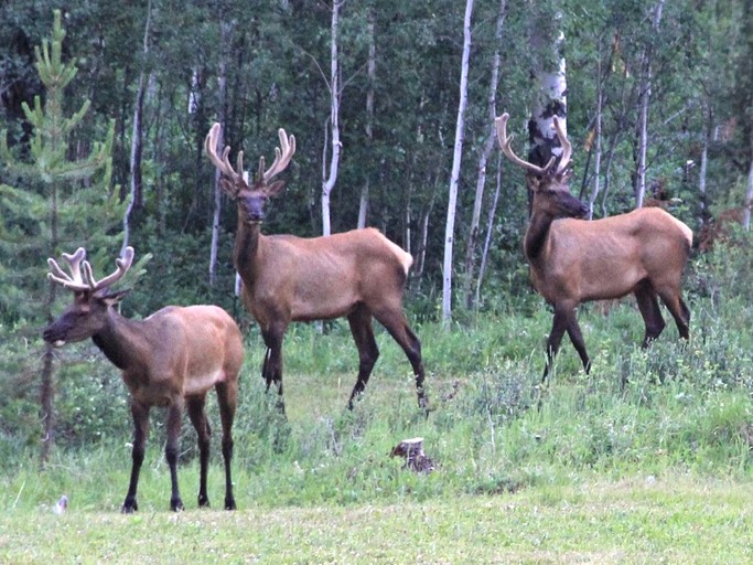 Nature Lodges (Polebridge, Montana, United States)