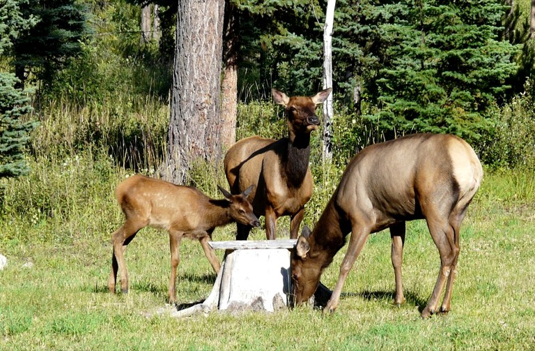 Nature Lodges (Polebridge, Montana, United States)