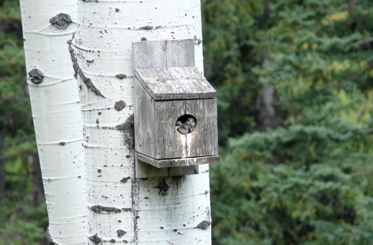 Cabins (Polebridge, Montana, United States)