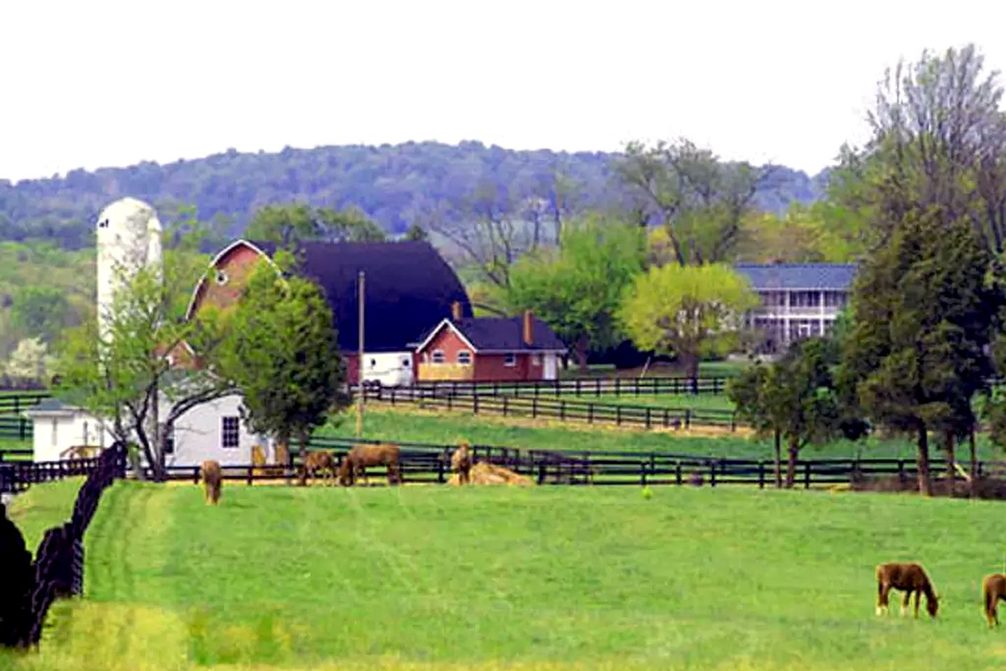 Spacious Modular Rental on Huge Horse and Cattle Farm near Charlottesville, Virginia