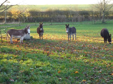 Thornton Farm Cottages photo 3