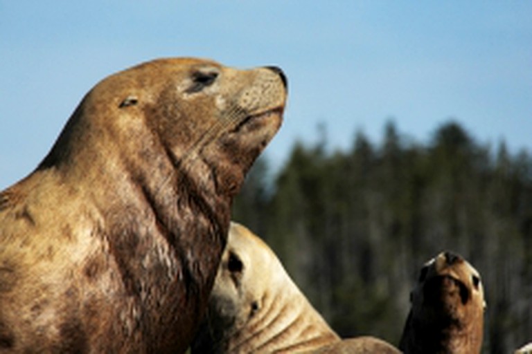 Comfortable Suite Rental with Shared Hot Tub and Sauna in Kitimat, British Columbia | Nature Lodges (Kitimat, British Columbia, Canada)