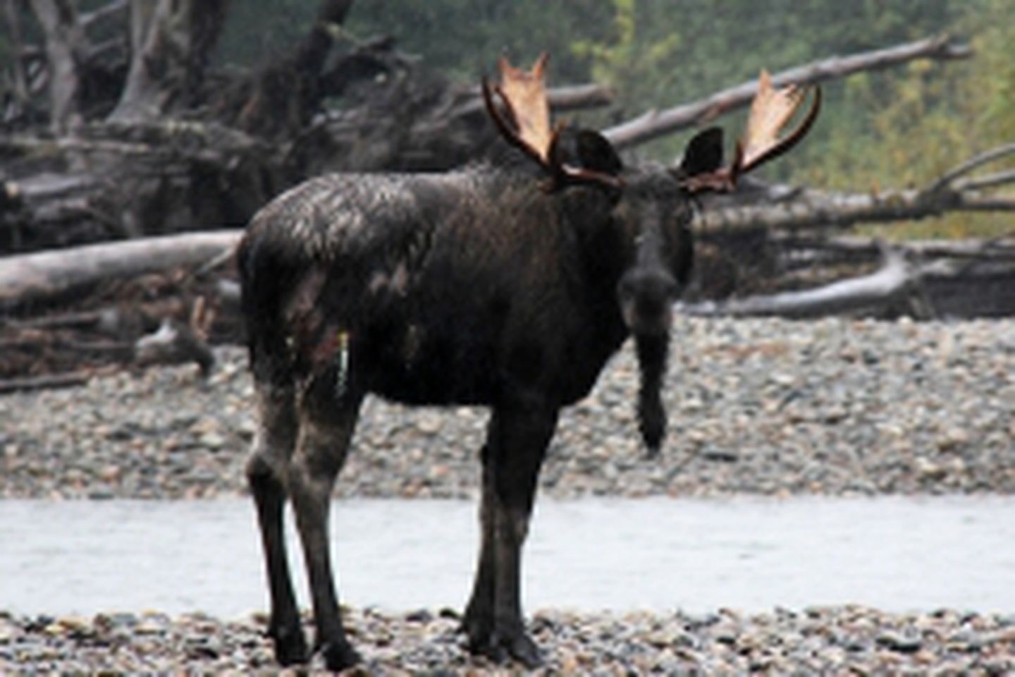 Comfortable Suite Rental with Shared Hot Tub and Sauna in Kitimat, British Columbia