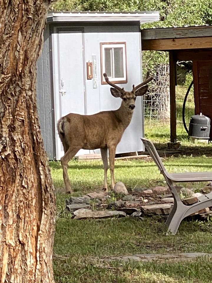 Tiny Cabin Perfect an Individual Escape with BBQ in Riverside, Wyoming