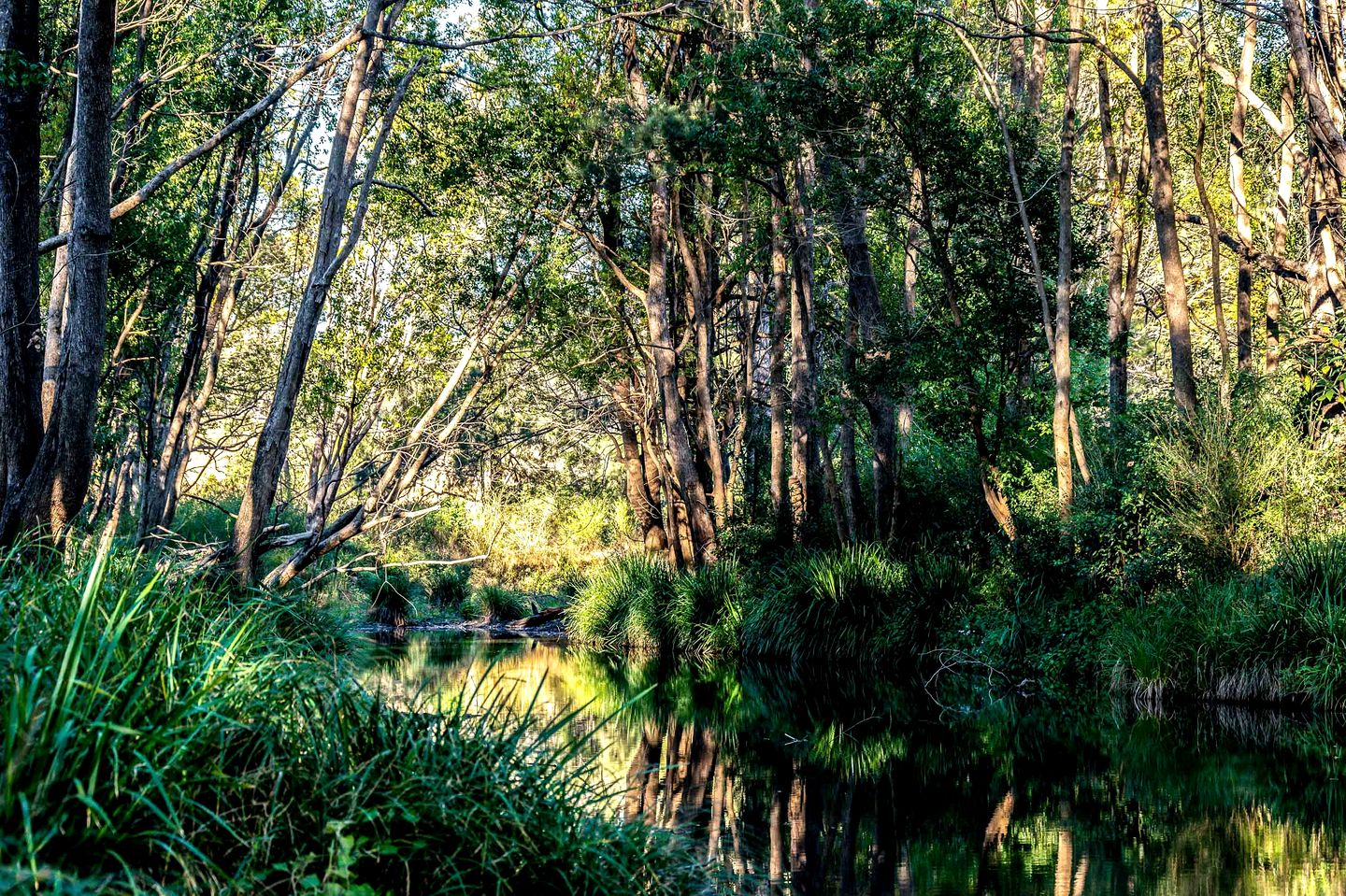 Stunning Secluded Tiny House in Glenreagh, New South Wales