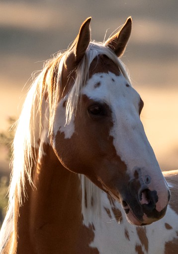 Vacation Rentals (Australia, --, --)