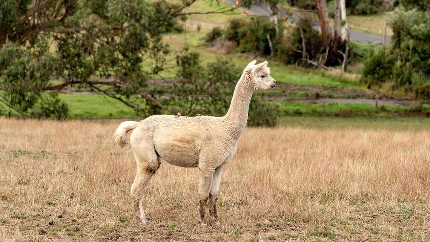 Tiny Glamping on a Farm Stay in Warragul South, Victoria