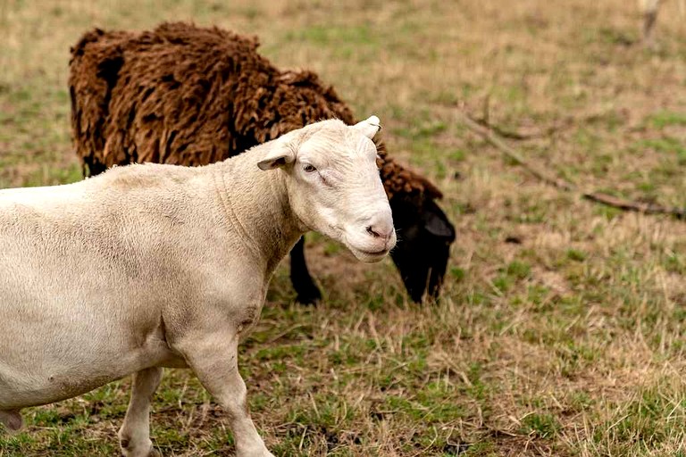 Tiny Houses (Australia, Warragul, Victoria)