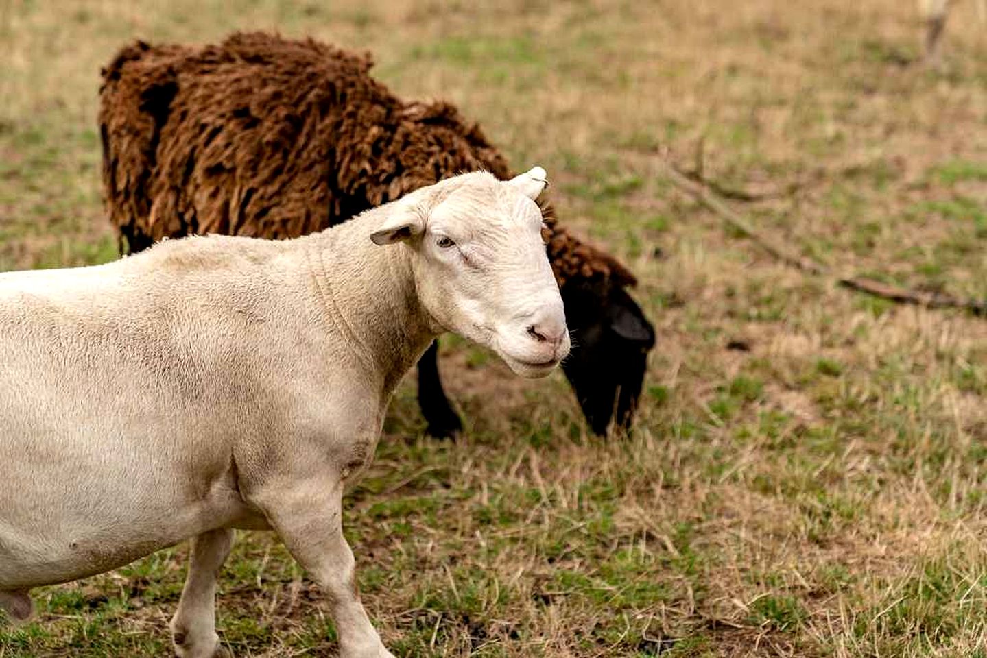Tiny Glamping on a Farm Stay in Warragul South, Victoria