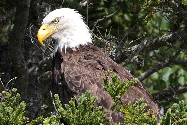 Cottages (Cape Breton Island, Nova Scotia, Canada)