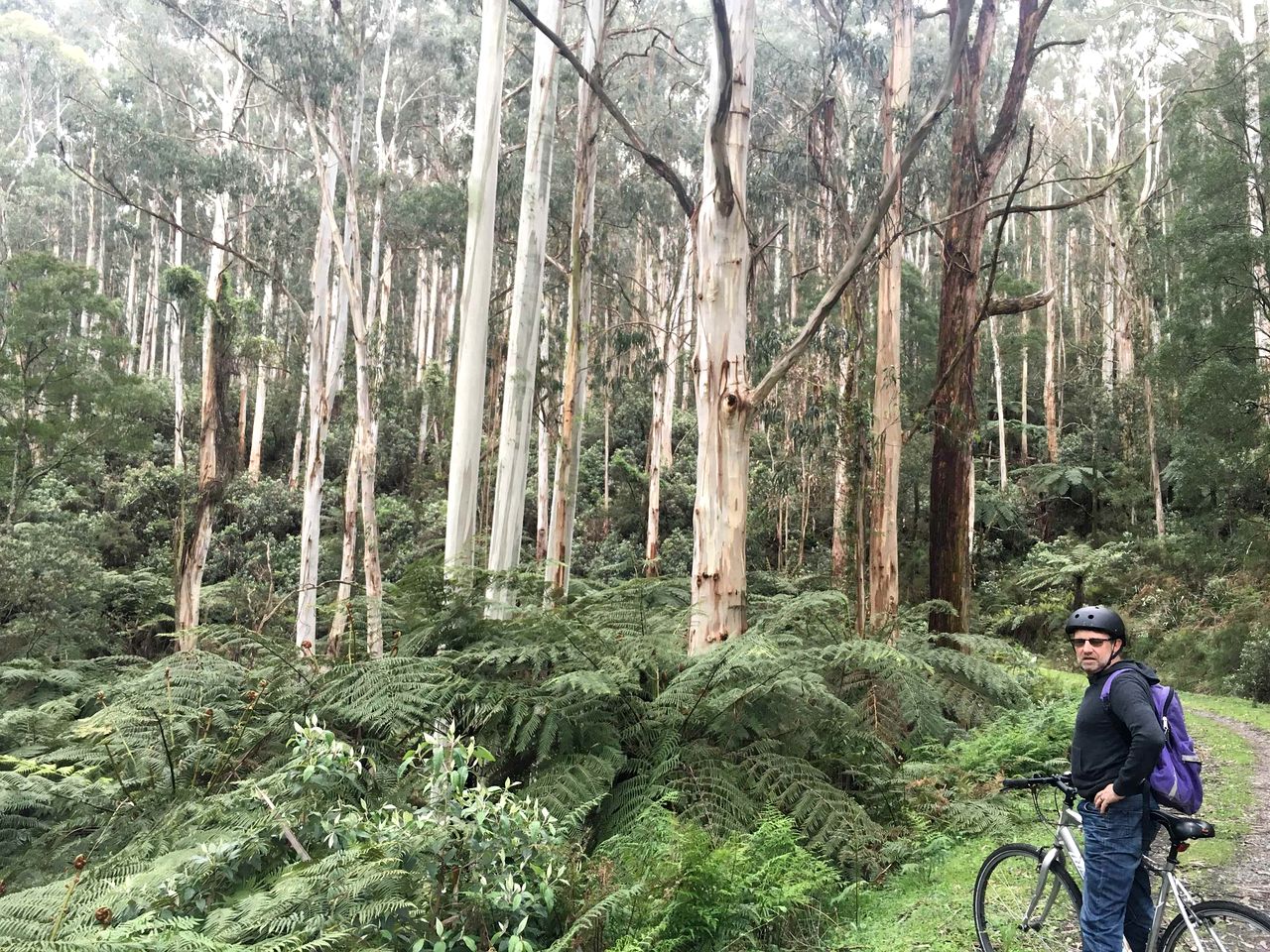 Outstanding Tiny House with Great Sights in Warburton, Victoria