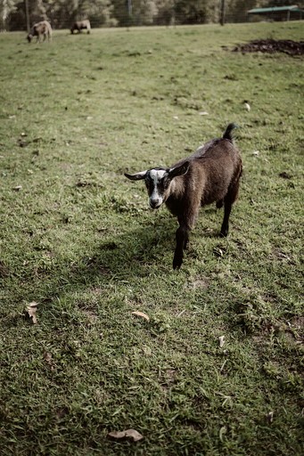 Vacation Rentals (Australia, Palmwoods, Queensland)