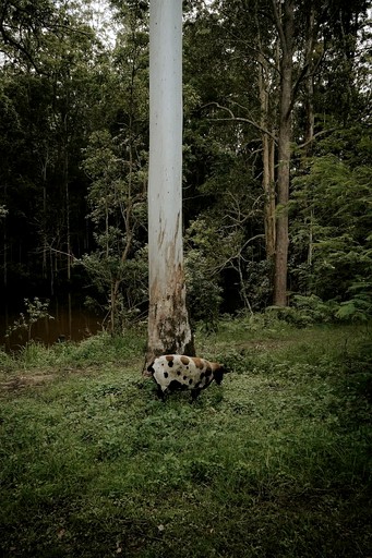 Vacation Rentals (Australia, Palmwoods, Queensland)