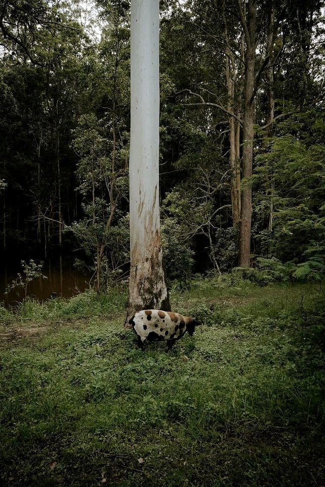 Tiny Home makes for the Perfect Sunshine Coast Rental