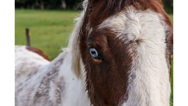 Vacation Rentals (Australia, Wesburn, Victoria)