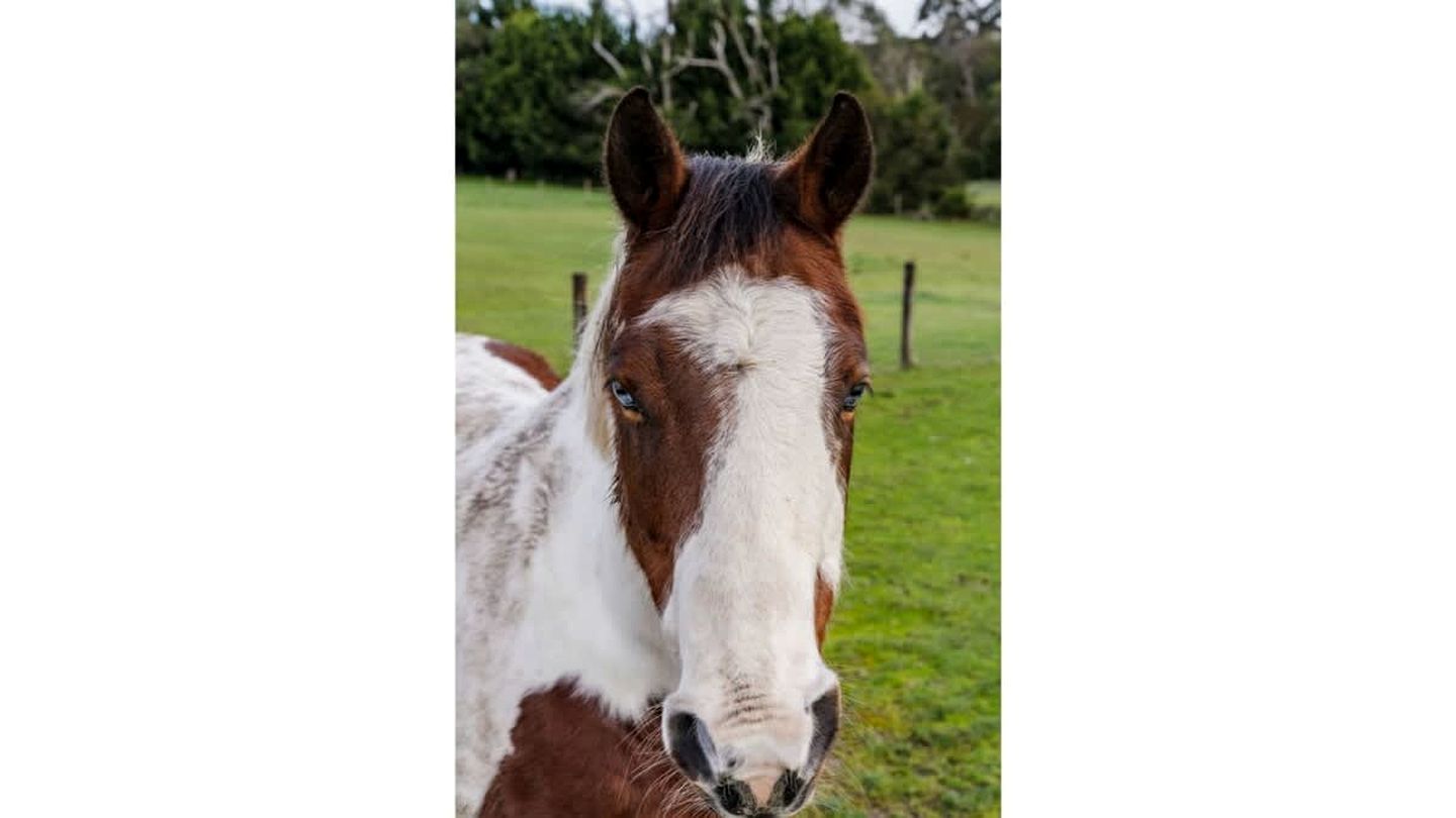 Yarra Valley Tiny Home Rental for an Australian Holiday