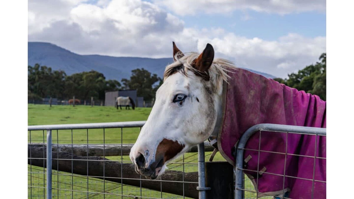 Yarra Valley Tiny Home Rental for an Australian Holiday