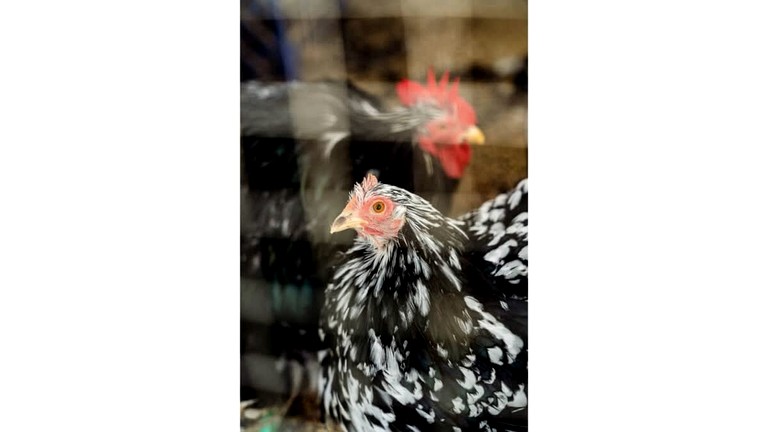 Tiny Houses (Australia, Nyora, Victoria)