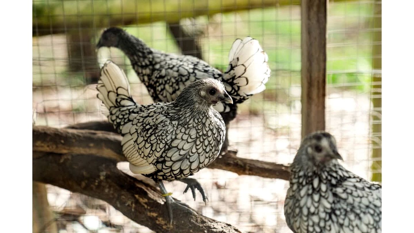 Wodalla Horse Farmstay in Nyora, Victoria