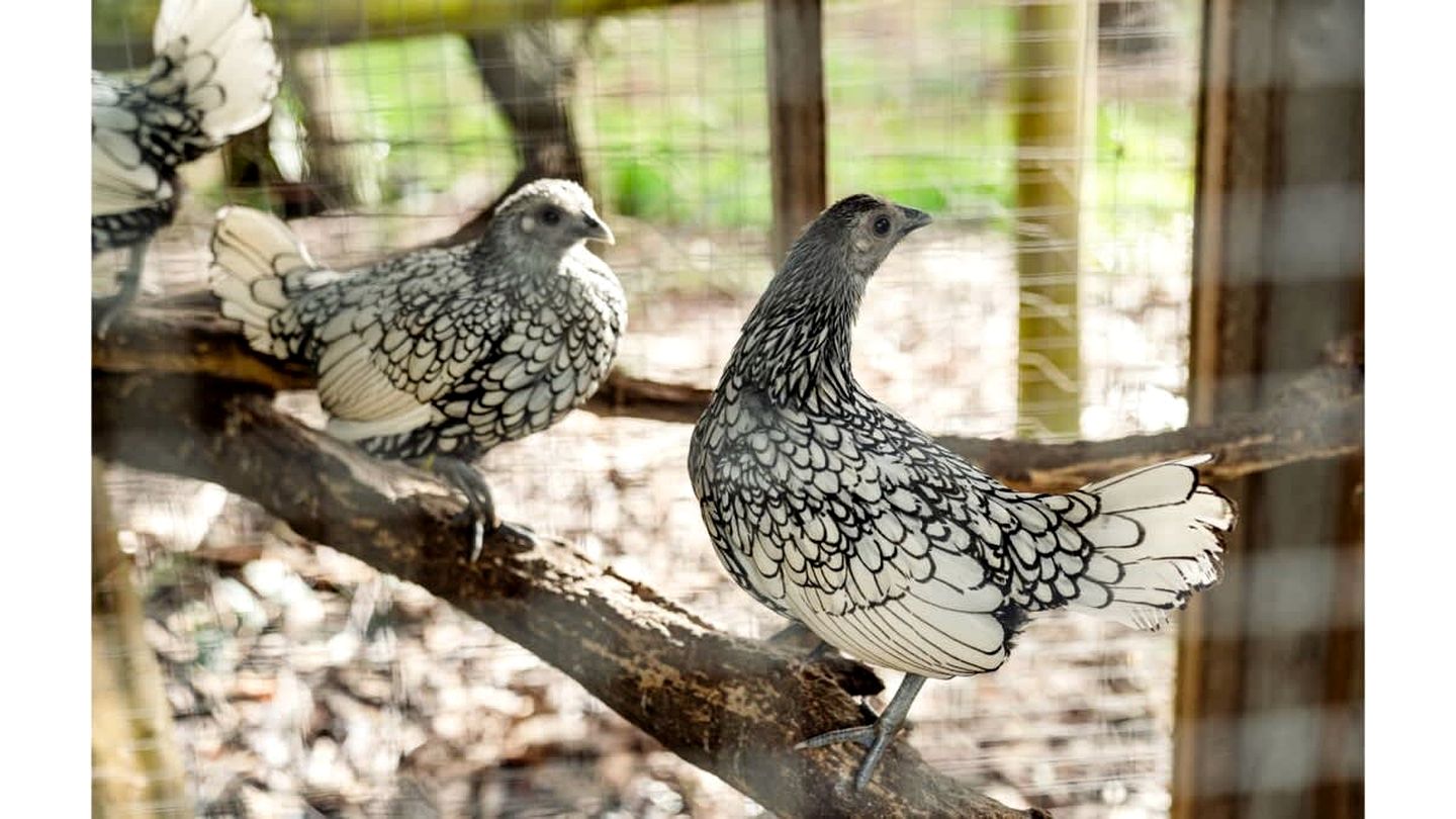 Wodalla Horse Farmstay in Nyora, Victoria