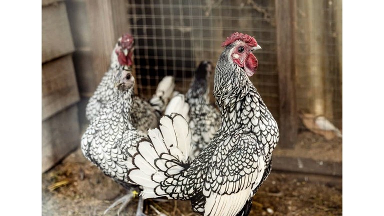Tiny Houses (Australia, Nyora, Victoria)