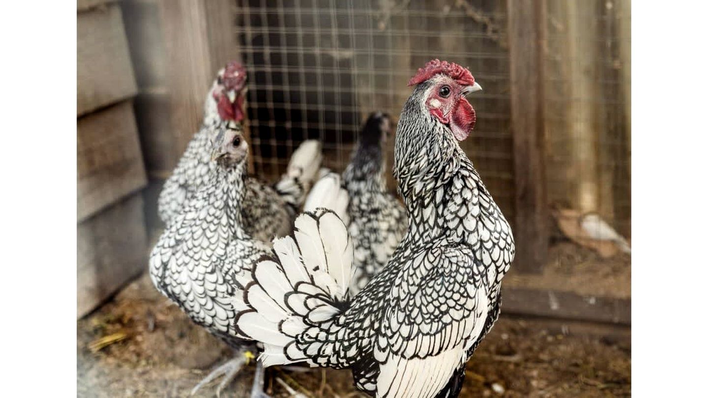 Wodalla Horse Farmstay in Nyora, Victoria