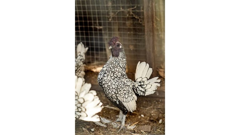 Tiny Houses (Australia, Nyora, Victoria)