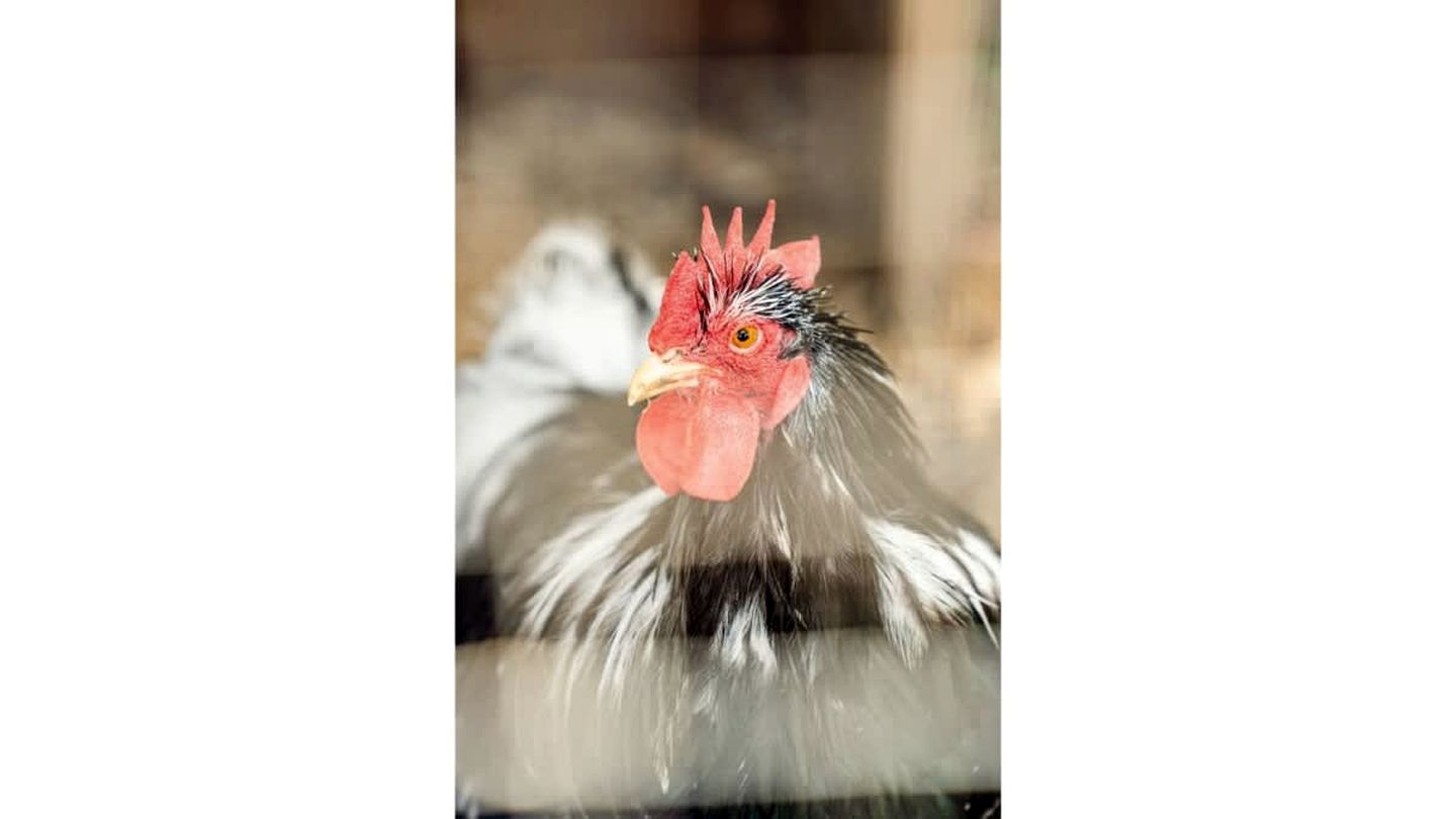 Wodalla Horse Farmstay in Nyora, Victoria