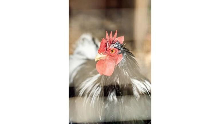 Tiny Houses (Australia, Nyora, Victoria)