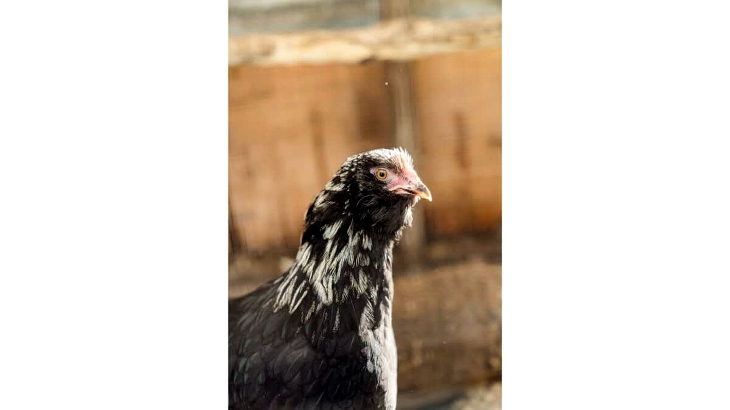 Wodalla Horse Farmstay in Nyora, Victoria