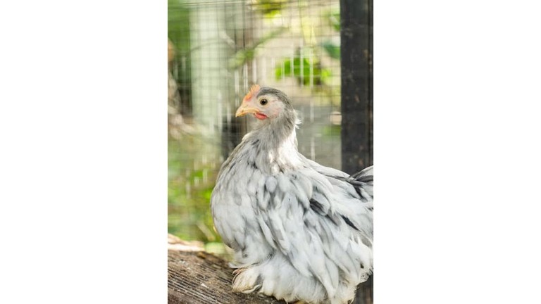 Tiny Houses (Australia, Nyora, Victoria)