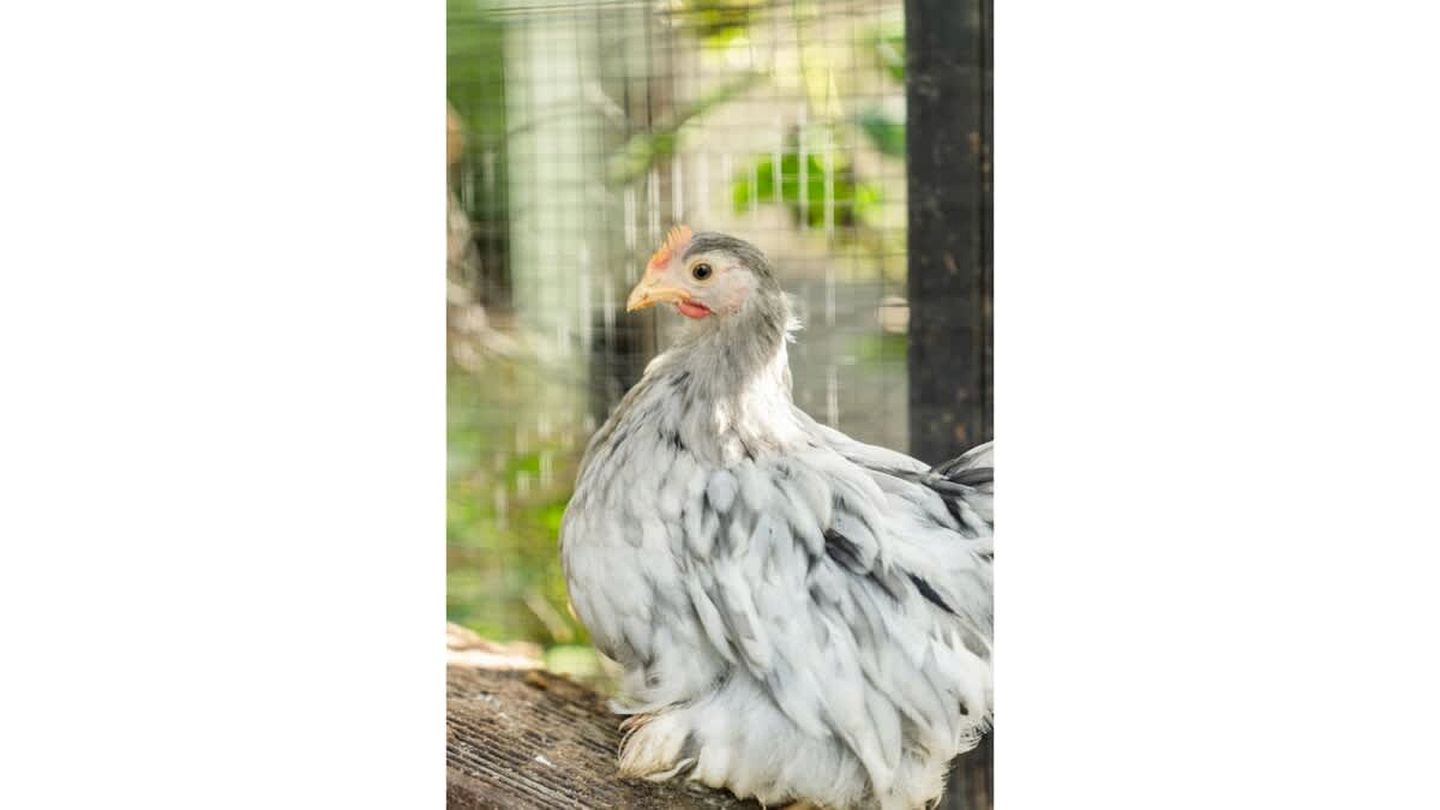 Wodalla Horse Farmstay in Nyora, Victoria