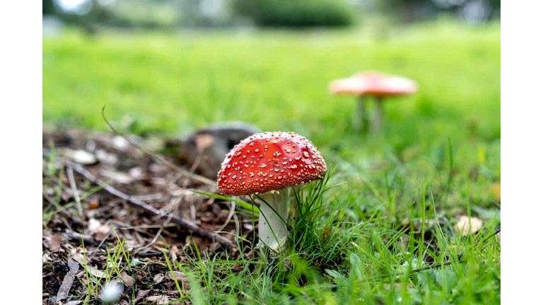 Tiny Houses (Australia, Nyora, Victoria)