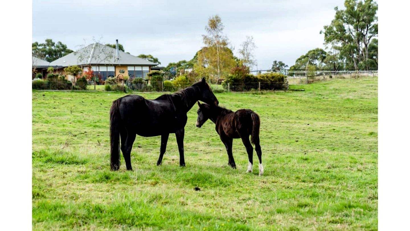 Wodalla Horse Farmstay in Nyora, Victoria