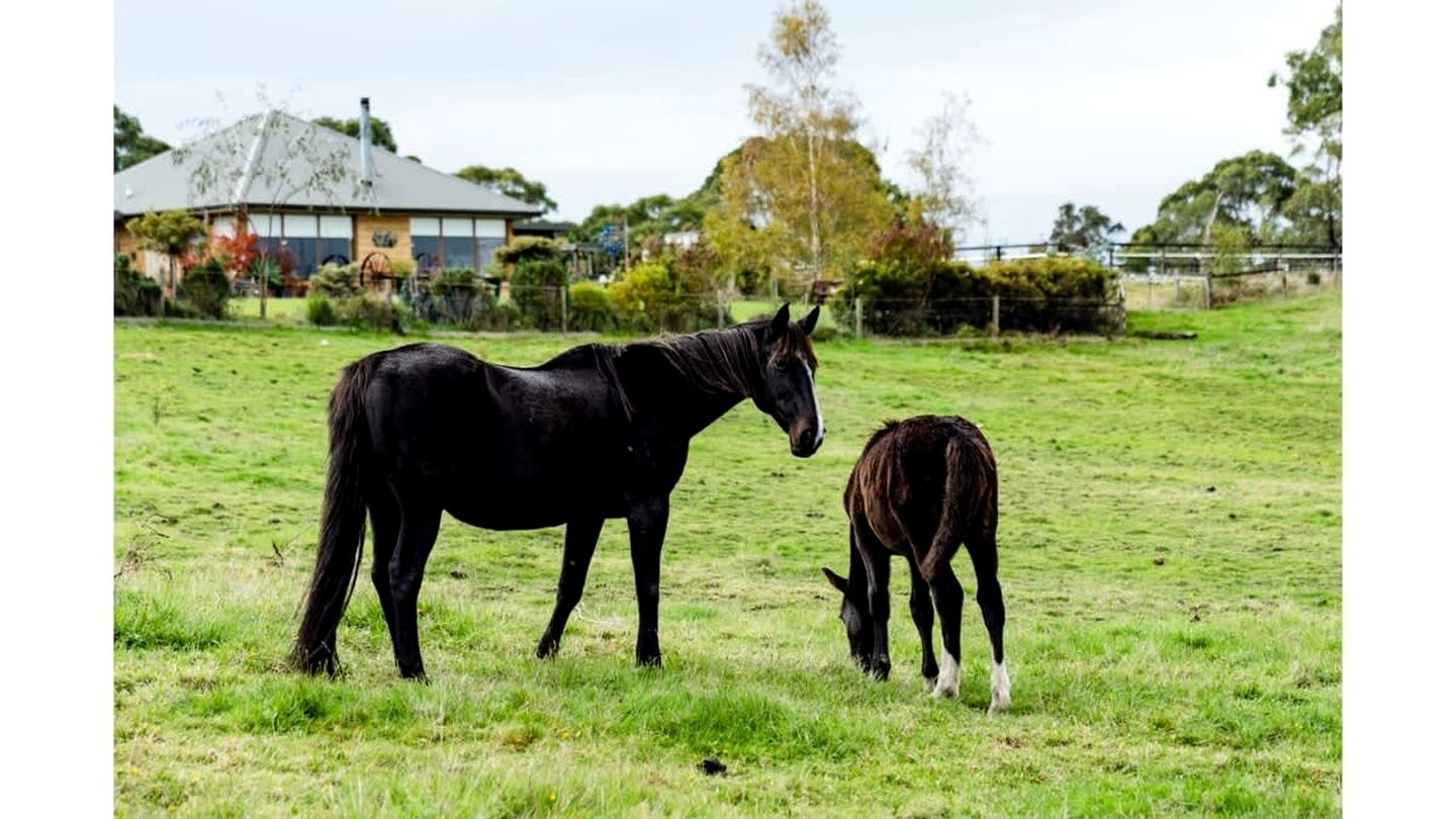 Wodalla Horse Farmstay in Nyora, Victoria