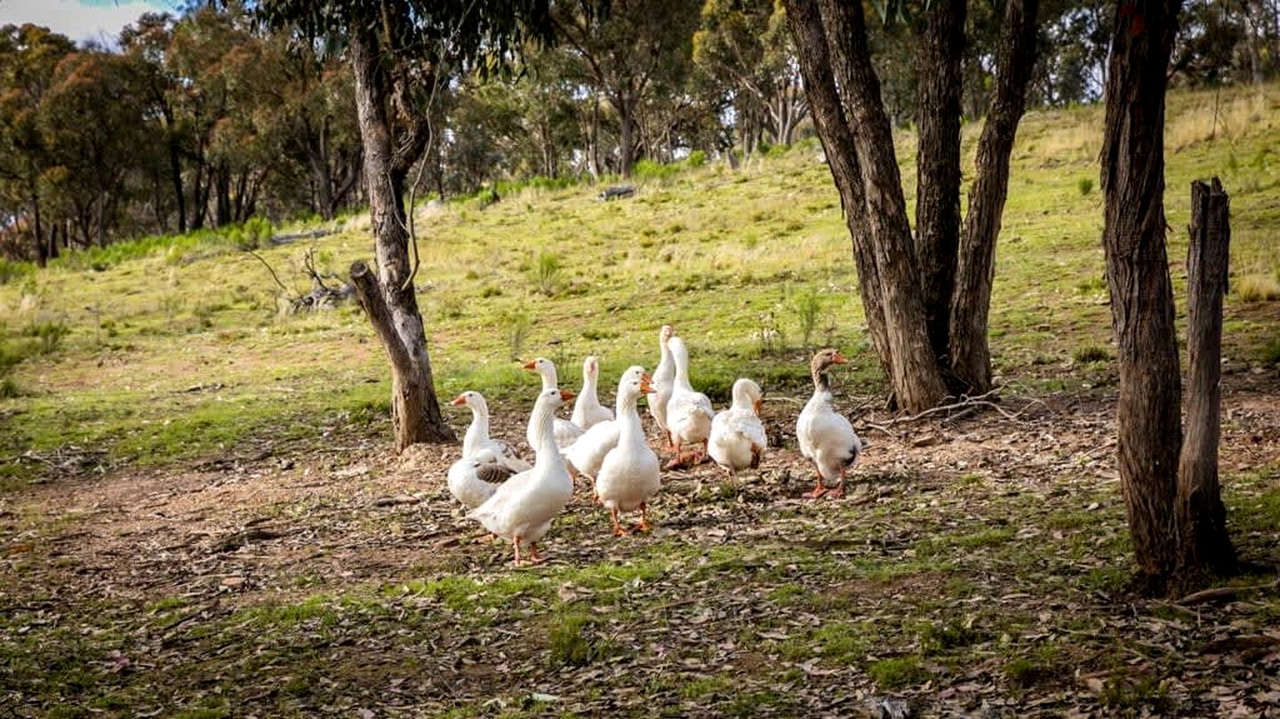 Charming Tiny Home Rental on a Working Alpaca Farm for Glamping in New South Wales