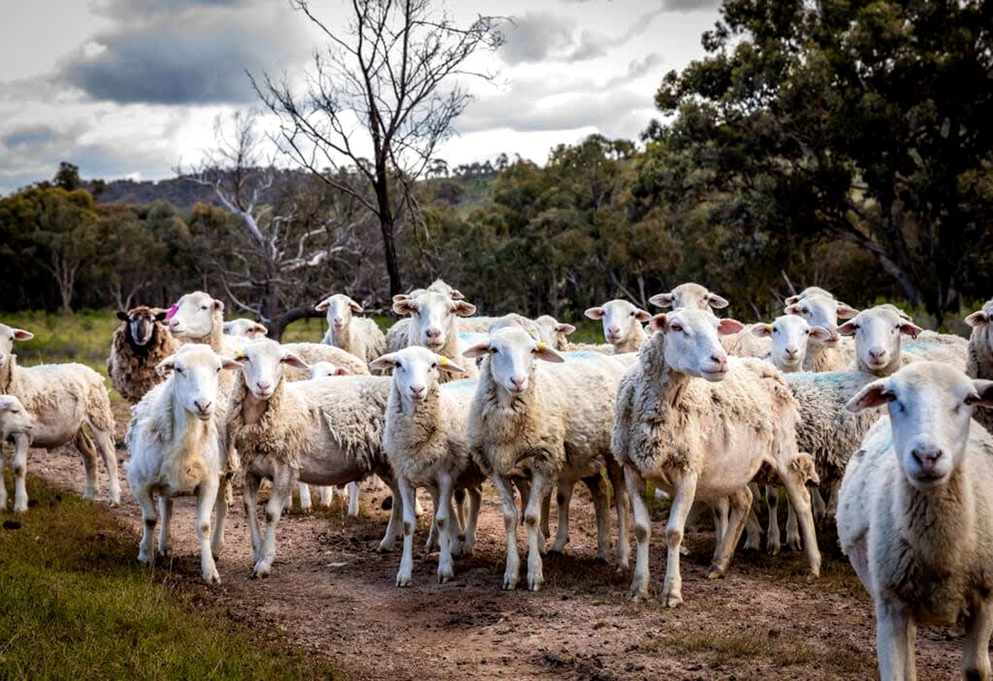 Charming Tiny Home Rental on a Working Alpaca Farm for Glamping in New South Wales