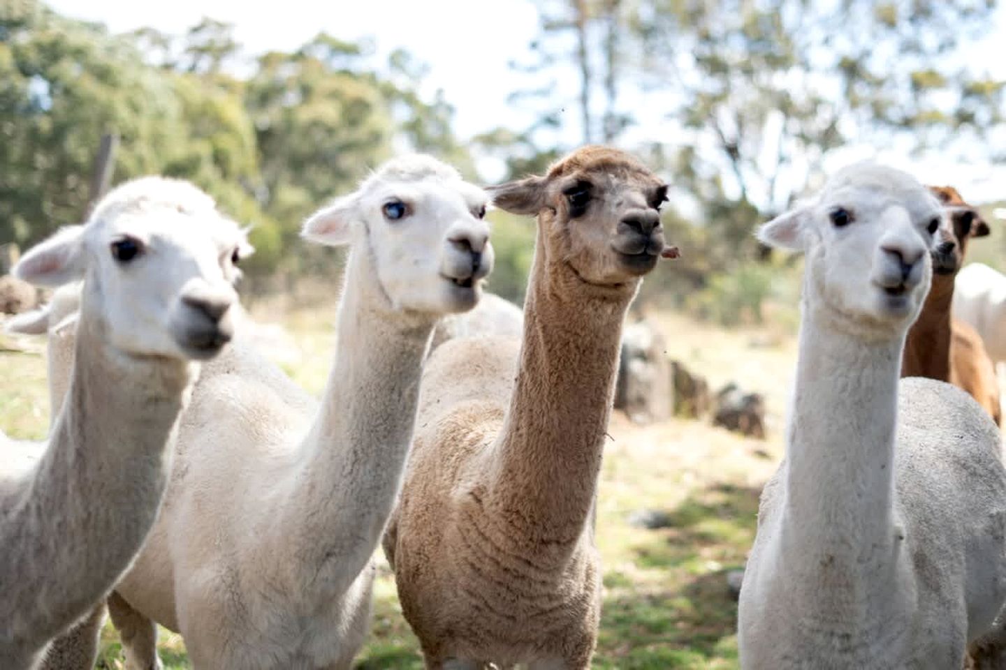 Charming Tiny Home Rental on a Working Alpaca Farm for Glamping in New South Wales