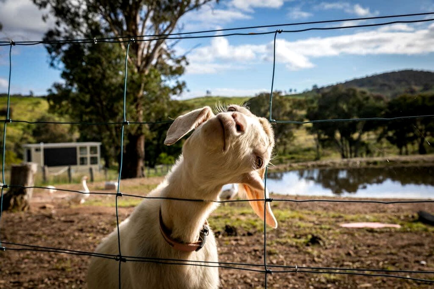 Charming Tiny Home Rental on a Working Alpaca Farm for Glamping in New South Wales