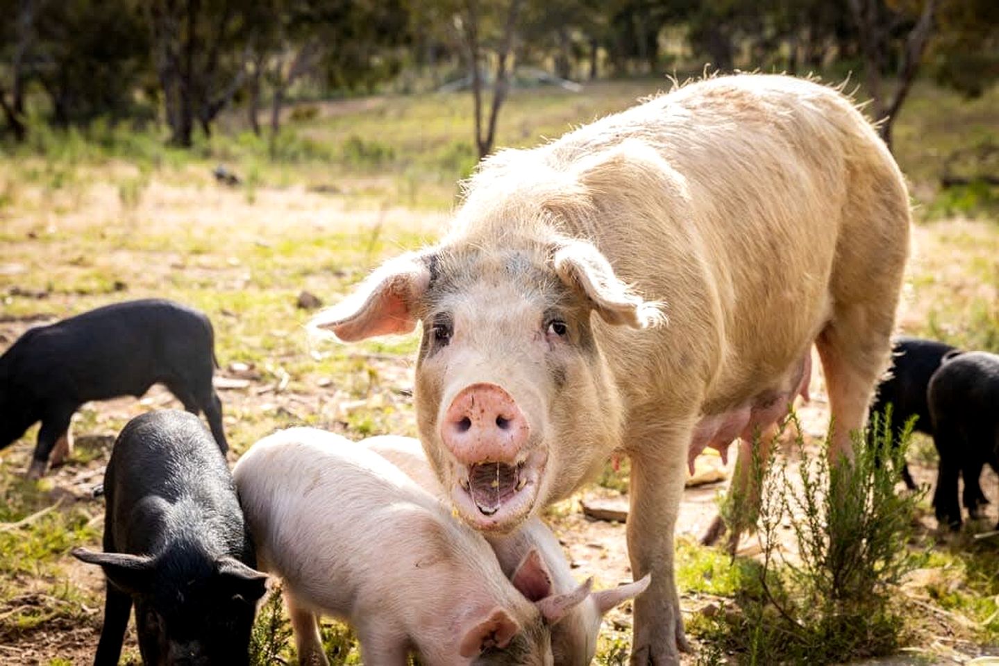 Charming Tiny Home Rental on a Working Alpaca Farm for Glamping in New South Wales