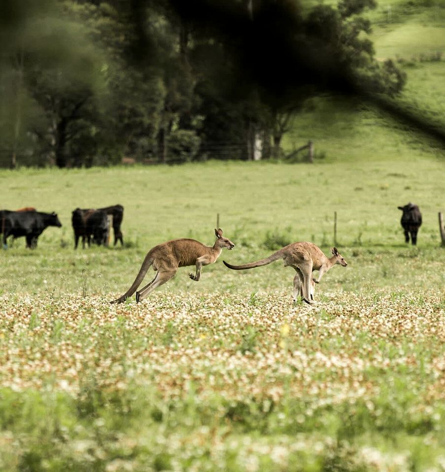 Kangaroo Valley Tiny Home Rental for Secluded Getaway